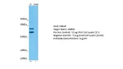 Ameloblastin Antibody, Novus Biologicals 100 &mu;L | Buy Online | Novus Biologicals | Fisher Scientific